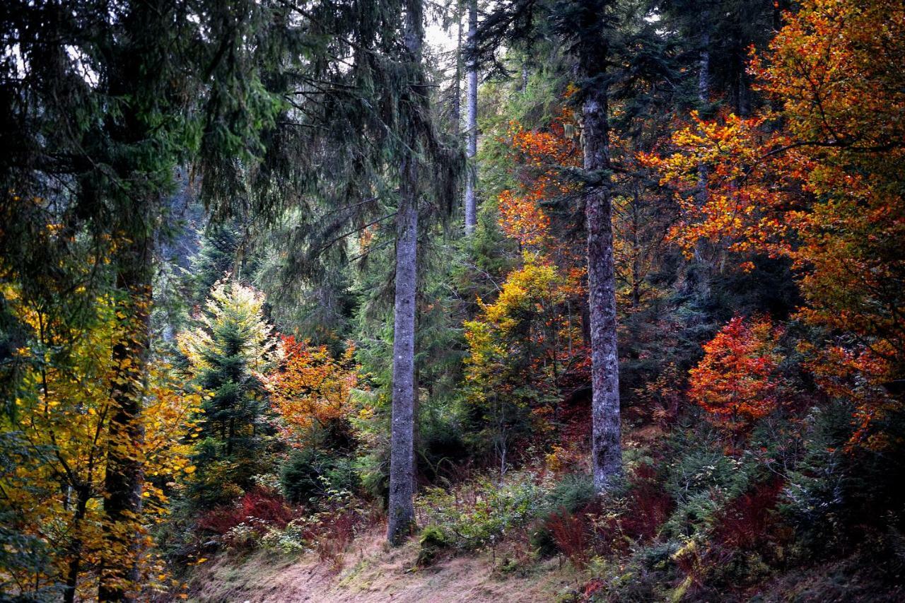 C3 Albmatte-Fewo Sauna, Hallenbad Aussenbecken Massagen Nebenan سانت بلاسين المظهر الخارجي الصورة